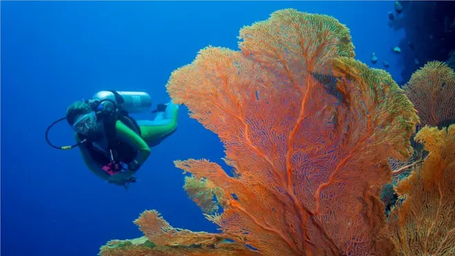 Palau nổi tiếng vì cảnh quan lặn biển tuyệt đẹp với đời sống sinh vật biển