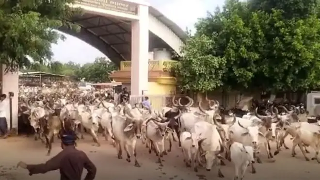 గోశాలల నిరసన