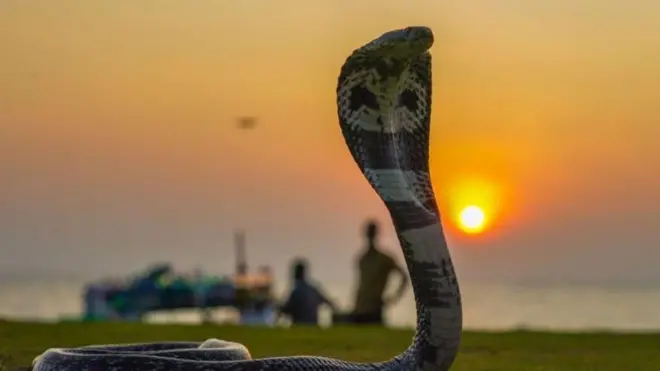 పాములు, అస్సాం, పాము కాటు