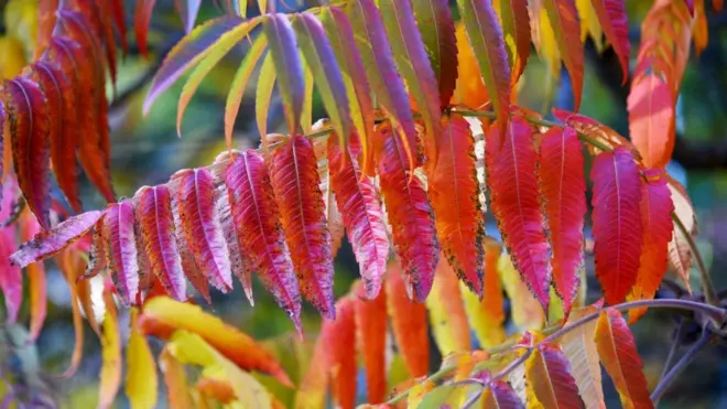 оцтове дерево