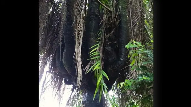 Igi ọpẹ olori mejilelogoji