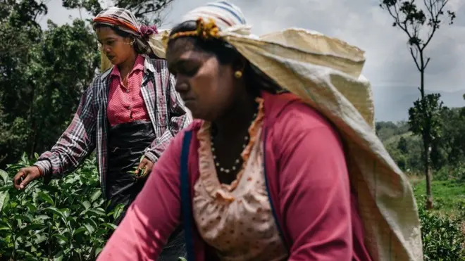 ශ්‍රී ලංකාවේ තේ කර්මාන්තය