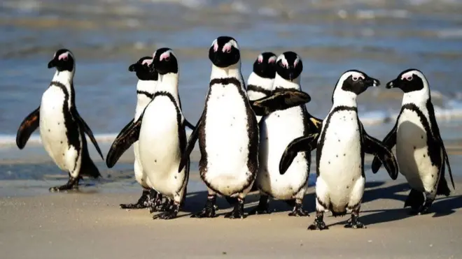Afrika penguenlerinin sayılarının hızla azalması doğa koruma kurumlarını ve gruplarını kaygılandırıyor