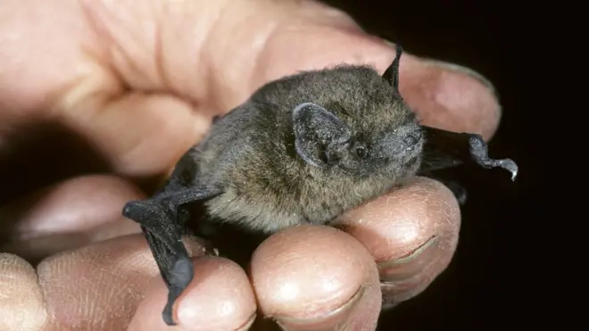 A stock image of a Nathusius' pipistrelle bat