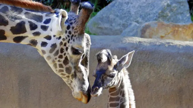 Мировая популяция жирафов сократилась до примерно 98 тысяч особей