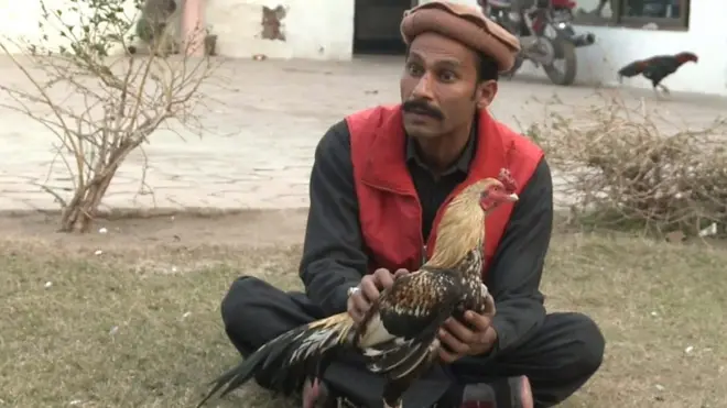 پاکستان میں غیر قانونی ہونے کے باوجود مرغوں کی لڑائی کا کھیل عام ہے۔ دیکھیے وجدان ڈار کی ڈیجیٹل ویڈیو