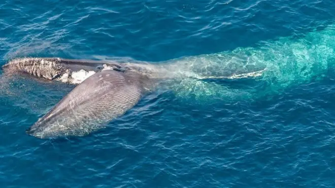 ما هي الحيوانات "الأكثر نهما" على وجه الأرض؟