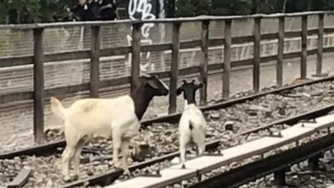Goats seen on a New York City subway track on 20 August 2018