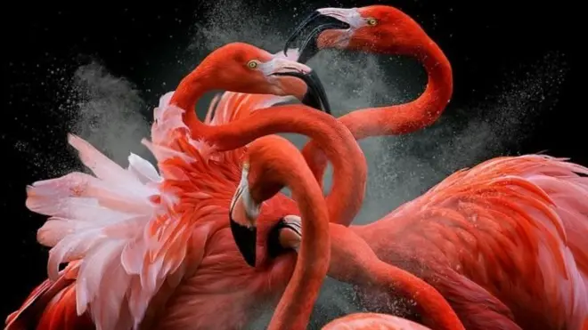 This winning image by Peruvian photographer Pedro Jarque is called Black Friday