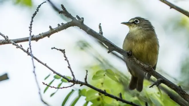 野外遊獵公司長遠希望把塞舌爾鵲鴝等北島的原生物種重新放回野外去。