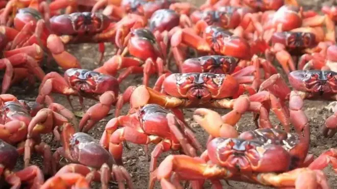 මිලියන ගණනක් කකුළුවන් ක්‍රිස්මස් දූපත හරහා ගමන් කිරීම