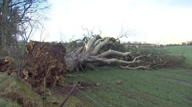 The Dark Hedges are estimated to date back to about 1775