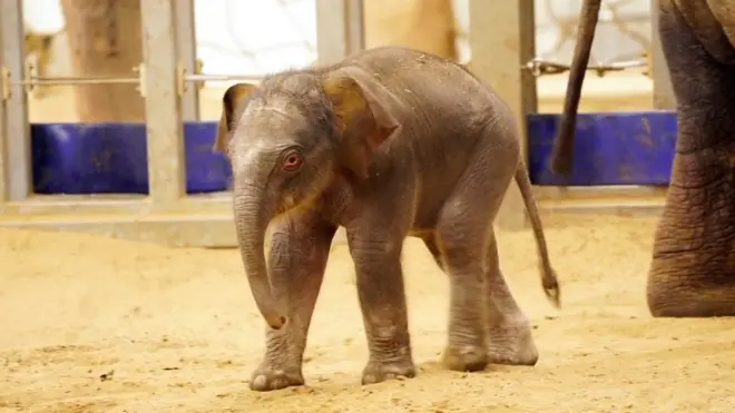 Prvi koraci mladunčeta ugrožene vrste slona