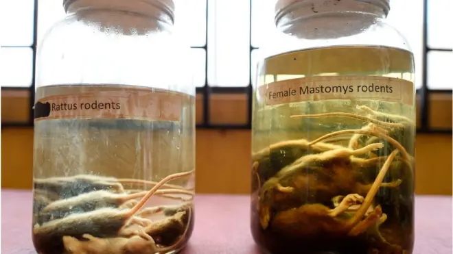 Nigeria dey seriously battle Lassa fever wey don kill pass 100 pipo for 2018 alone.