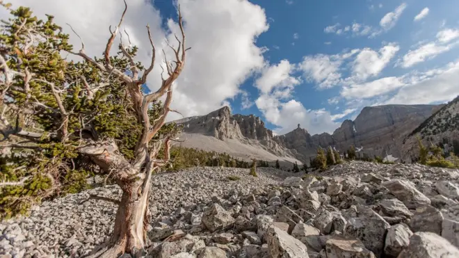 Bristlecone pines