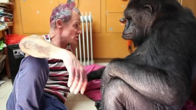 Фли и горилла Коко