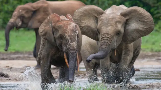 Elephants are under threat from poaching and habitat loss