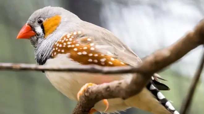 El doctor Jarvis y su equipo han experimentado con el cerebro de pinzones cebra.