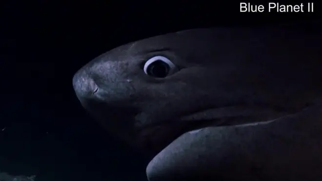 BBC 블루 플래닛 제작진이 뜻밖의 손님을 만났다