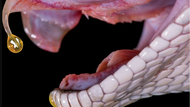 ปากของงูหางกระดิ่งที่เพิ่งถูกรีดพิษออก