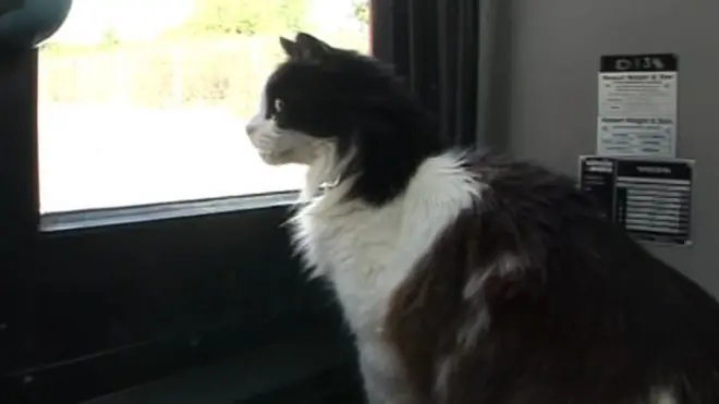 喜欢坐公交车的小猫卡斯珀（Casper）。