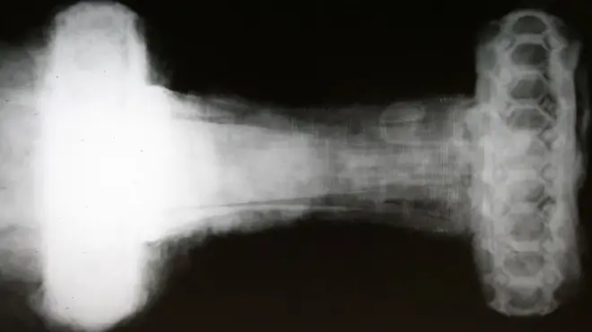 Рентген показав, що руків'я меча має вишукані візерунки, які важко роздивитись через іржу