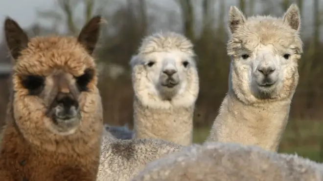 Alpacas