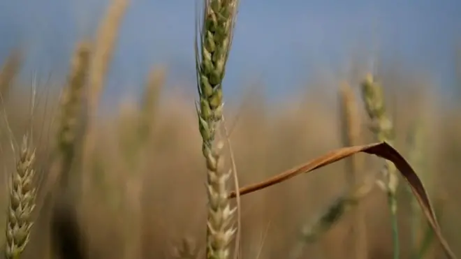 українське зерно