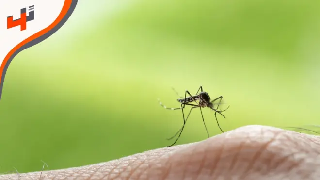 كيف يمكن توقيف انتشار مرض الملاريا عبر تحديد عمر البعوض؟
