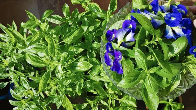 Basil dan bunga talang hasil 'kebun' Najib.