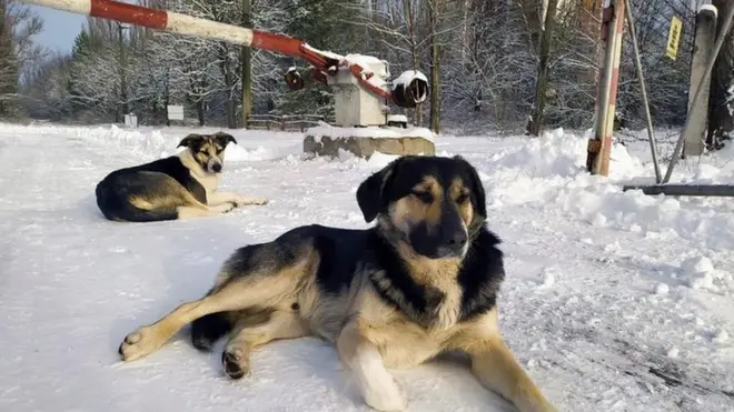كثيرا ما تمر الكلاب بالقرب من نقاط التفتيش حيث يوجد الحراس