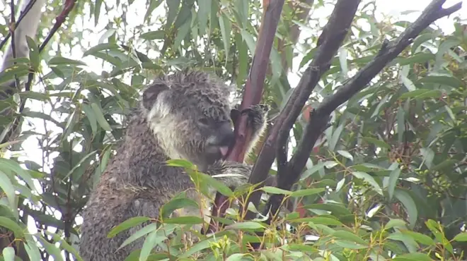 澳洲大火：無人機救起的野生動物