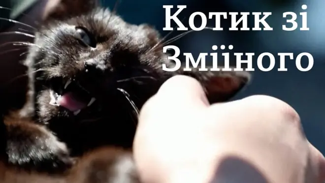 Кіт, що пережив окупацію на Зміїному острові