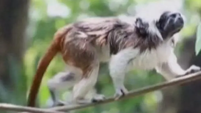 tamarin monkeys