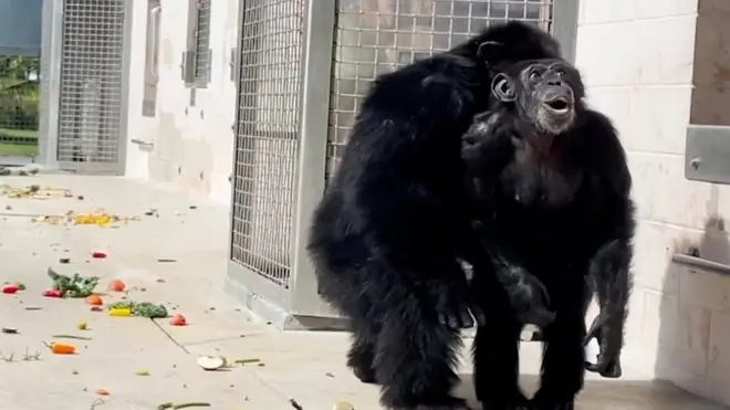 شمبانزي حُبست 28 غاما ترى الفضاء لأول مرة