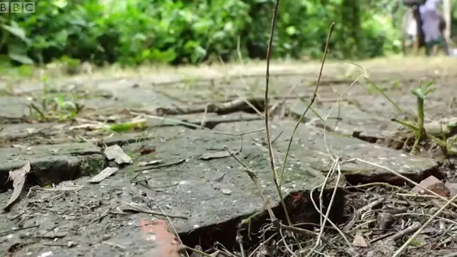 انڈیا کے سندربن ڈیلٹا کے قریبی دیہاتوں میں سفر کرنا ایک امتحان تھا۔ تب چند خواتین نے معاملہ اپنے ہاتھ میں لینے کا فیصلہ کیا اور اپنے لیے خود سڑک بنائی۔