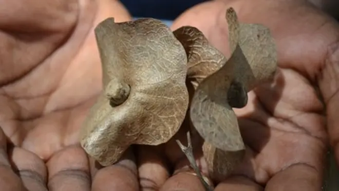 Seeds of the Karomia Gigas tree, the six remaining were found in Tanzania