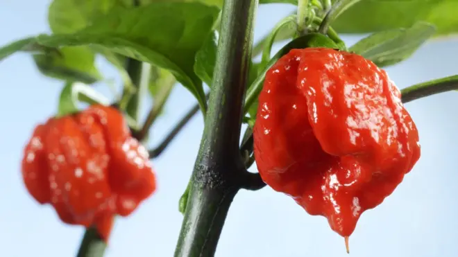 Cabe Carolina Reaper dinobatkan sebagai cabe terpedas di dunia oleh Guinness World Record.