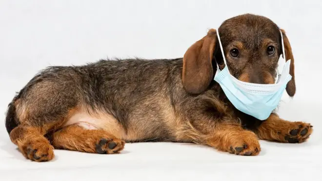 ارتفع عدد الوفيات في لبنان جراء الإصابة بكورونا إلى إحدى عشرة وفاة