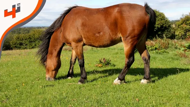 يزور نسيم رمضان جامعة غلاسكو للتعرف على تطبيق يساعد في تخفيف بدانة الخيول من خلال توفير معلومات عن التمرينات الرياضية الملائمة للخيول.