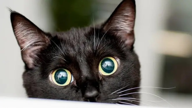 【misafafa様用】を渡り、米国で百年以上眠り続けた猫！ ねこ22(にゃんにゃん) (ねこのきもち) | 岩合光昭 |本 | 通販