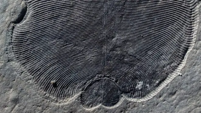 The affiliations of Dickinsonia had previously been unclear