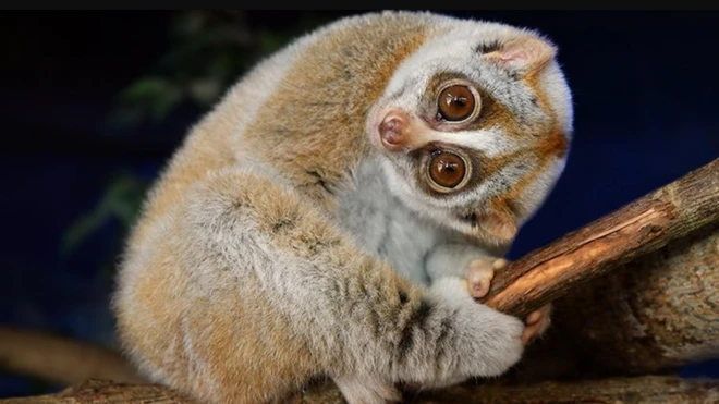 ลิงลมหรือนางอาย (Slow Loris) เป็นสัตว์เลี้ยงลูกด้วยนมชนิดเดียวของโลกที่มีพิษในตัว