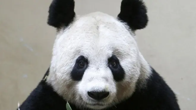tian tian