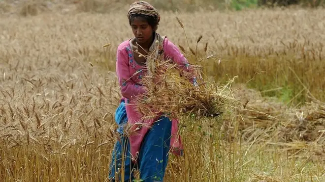 گندم کے کھیت