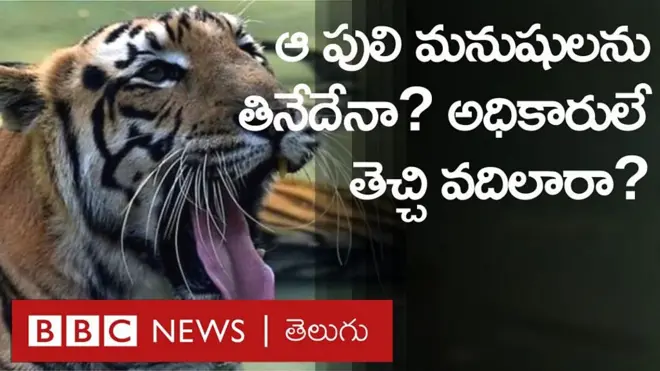 ఆసిఫాబాద్ పులి