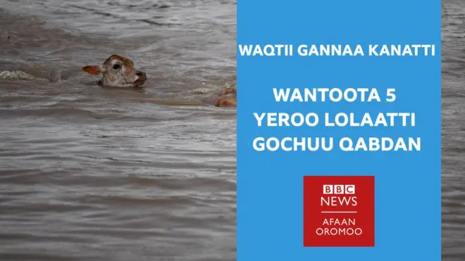 Waa 5 yeroo lolaatti gochuu qabdan