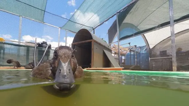 Вирощені у неволі качки тепер поселяться в новому будинку