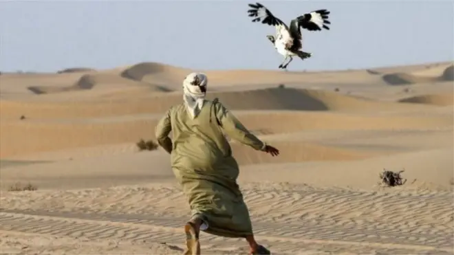 అరబ్ దేశాల సంస్కృతిలో తల్లుర్ వేటకు ప్రత్యేకమైన స్థానం ఉంది.