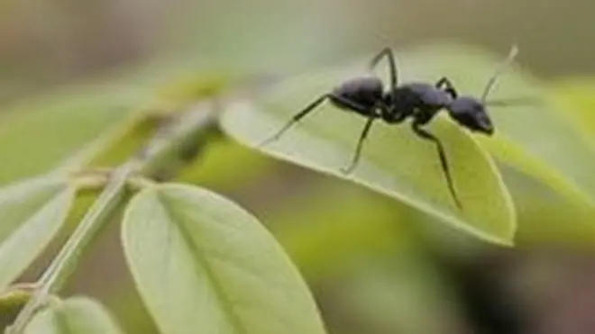 Goondaan asiidii kana kan maddisiisu yoo waa ciniinu dha